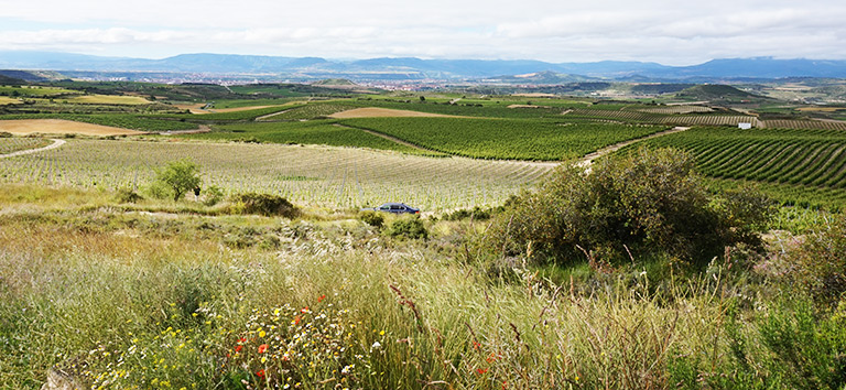 Weinberge der Bodegas Valdemar