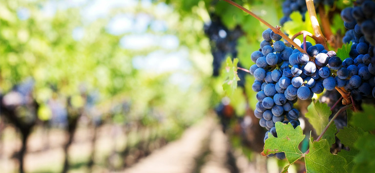 Dunkle Malbec-Traubenrebe im Weinberg.