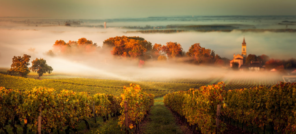 Weinberg im Herbst mit Nebelschwaden