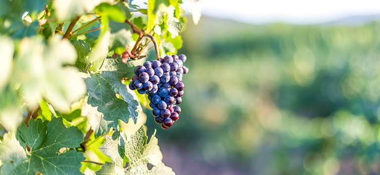 Weintrauben in der Provence