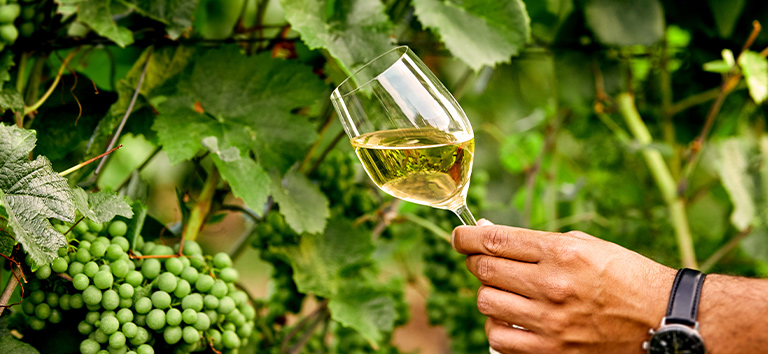 Weißwein im Glas vor Weinbergen.