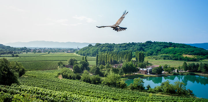Die Weinregion Friaul – Heimat des Weinguts Attems