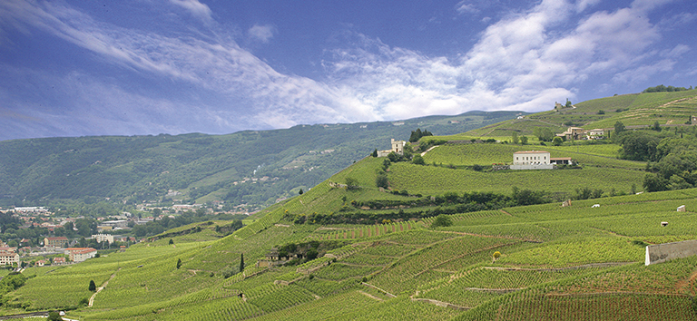 Ansicht der Weinberge im Rhône-Tal