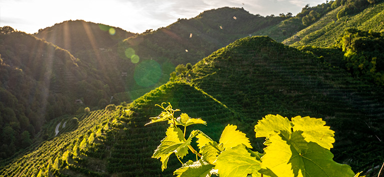 Die Hügel von Valdobbiadene