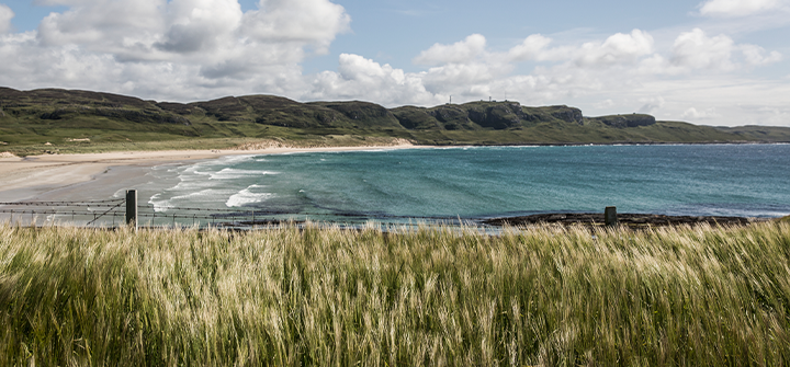 Gerste auf Islay