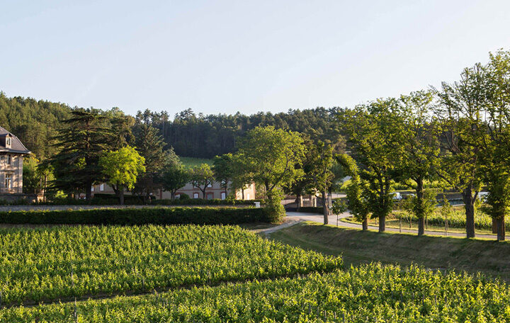 Domaine de Baronarques in den Weinbergen von Limoux