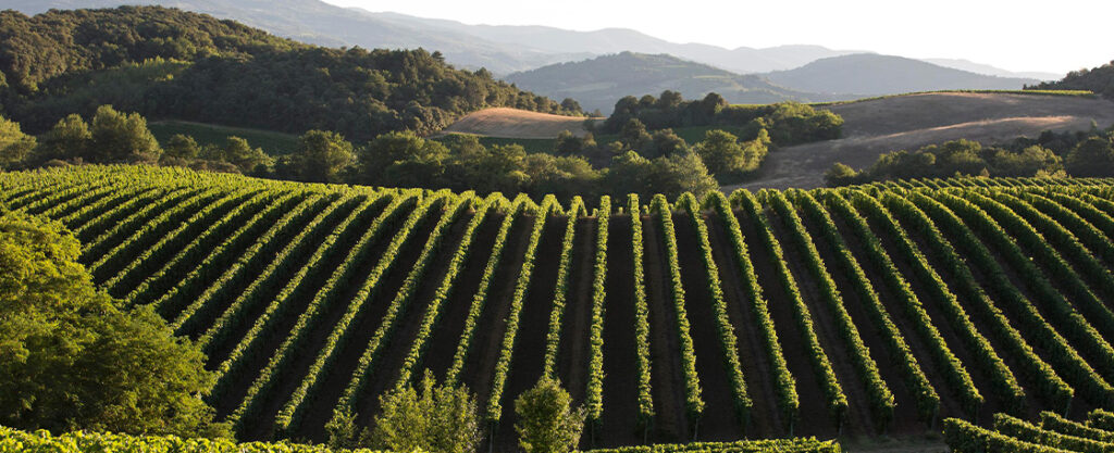 Weinberge von Limoux