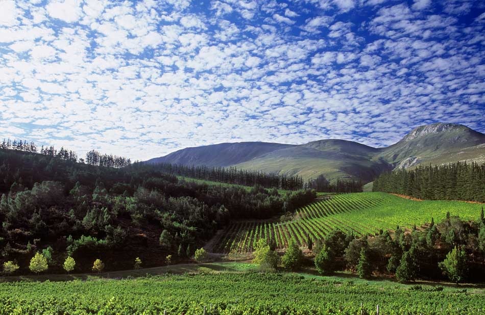 Berglandschaft mit Rebstöcken und Bewaldung auf dem Weingut Paul Clüver.