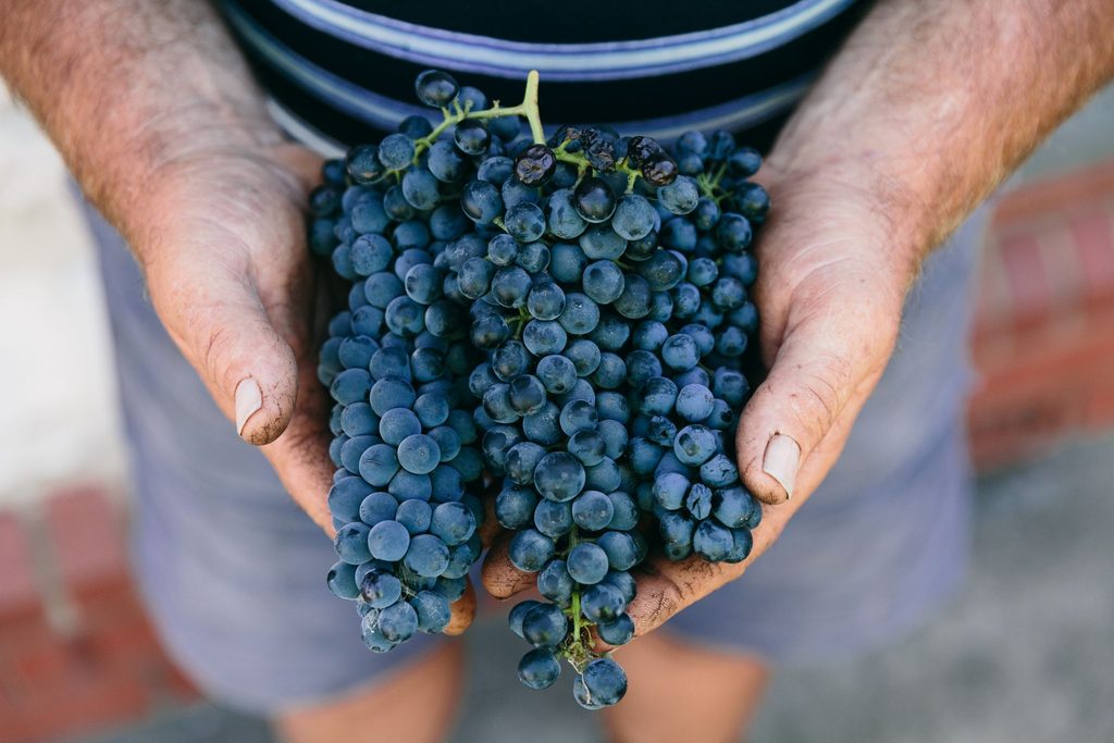 Ein Mann hält Reben mit dunklen Shiraz-Trauben.