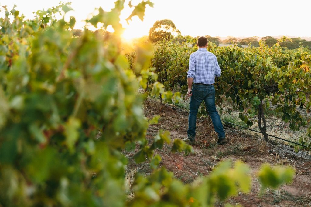 Ein Mann wandert zwischen den Rebstöcken eines Weinbergs von Peter Lehmann im australischen Barossa Valley.