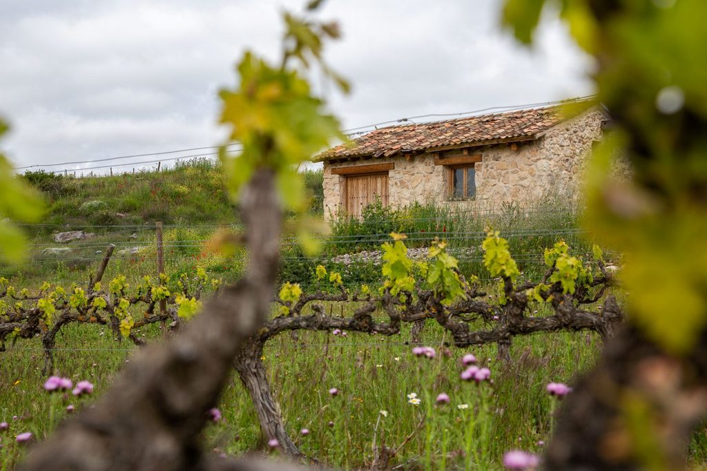 Die Finca Gumiel im Weinberg von Tinto Pesquera.