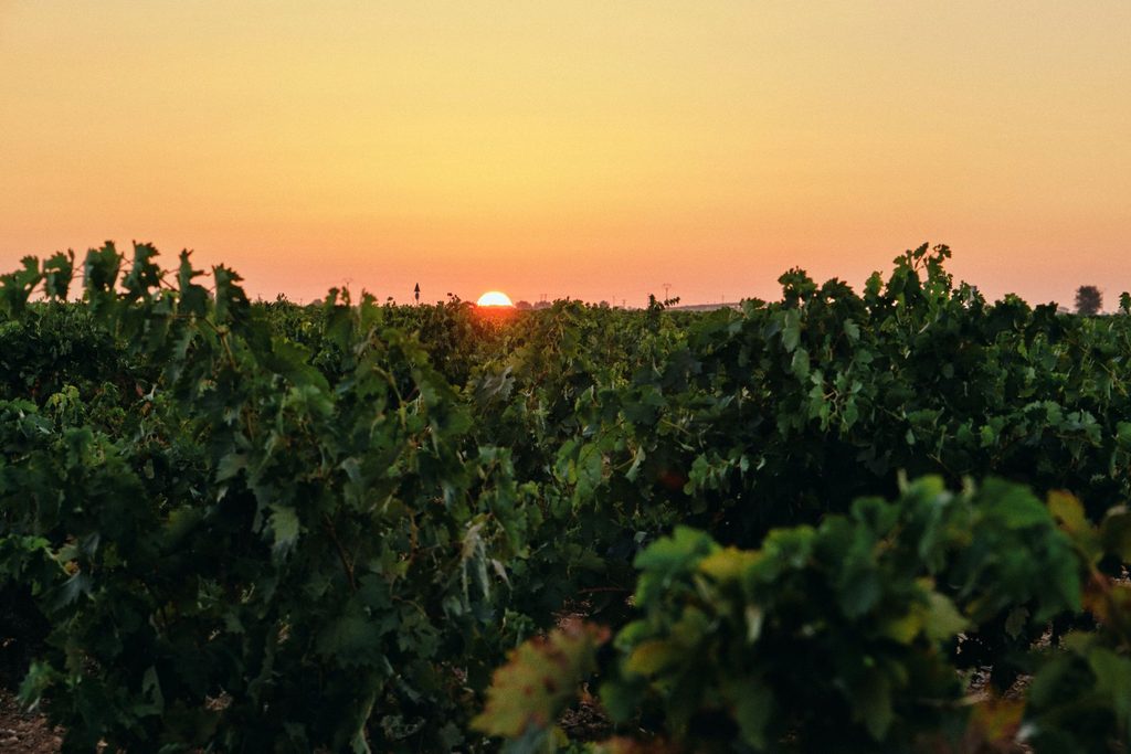 Sonnenuntergang über einem Weinberg von Tinto Pesquera.